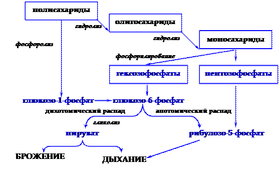 основные пути катаболизма углеводов - student2.ru