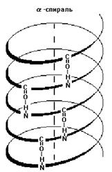 пространственная организация белковой молекулы - student2.ru