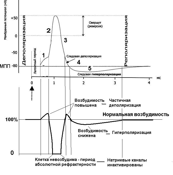 Особенности полостного и мембранного гидролиза в тонком кишечнике. - student2.ru