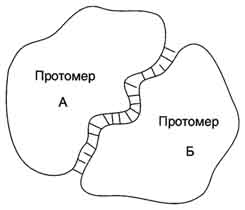 Особенности строения и функционирования олигомерных белков - student2.ru