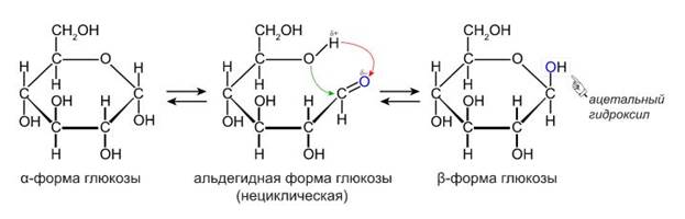 Особенности существования моносахаридов в водных растворах - student2.ru