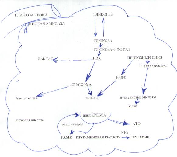 Особенности углеводного обмена в мозге - student2.ru
