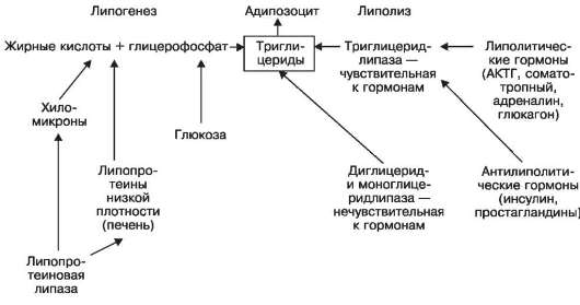 Ответ к задаче №6 ЛИПОГЕНЕЗ- процесс, при котором глюкоза и другие вещества из содержащихся в пище углеводов превращаются в организме в жирные кислиоы - student2.ru