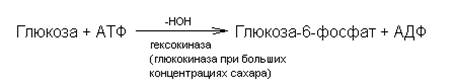Пентозо-фосфатный путь распада углеводов. - student2.ru