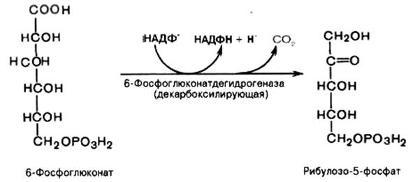 пентозофосфатный путь окисления углеводов - student2.ru