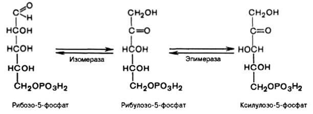 пентозофосфатный путь окисления углеводов - student2.ru