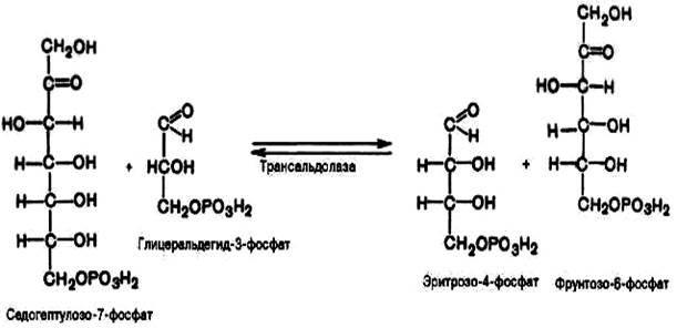 пентозофосфатный путь окисления углеводов - student2.ru