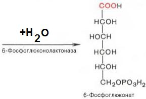 Пентозофосфатный путь превращения глюкозы - student2.ru