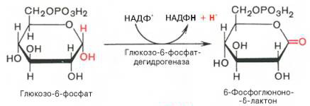 Пентозофосфатный путь превращения глюкозы - student2.ru