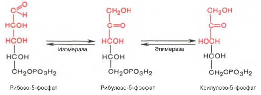 Пентозофосфатный путь превращения глюкозы - student2.ru