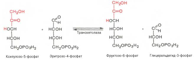 Пентозофосфатный путь превращения глюкозы - student2.ru