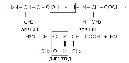 Пептидная связь и полипептиды. - student2.ru