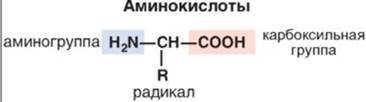 Пептидная связь. Первичная структура белков - student2.ru