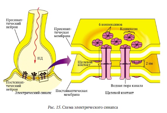 Передача сигнала в электрическом синапсе - student2.ru