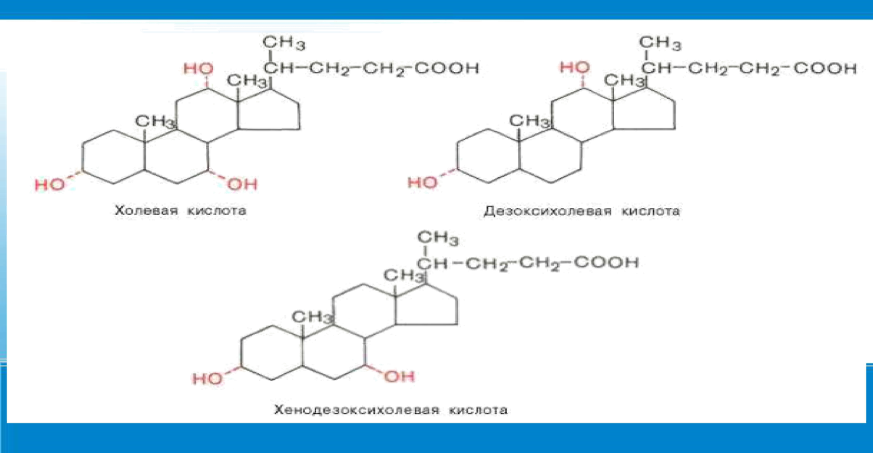 Переваривание и всасывание липидов в пищеварительном тракте. Желчные кислоты, химическое строение, биологическая роль. - student2.ru