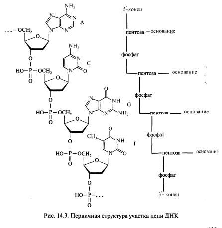 Первичная структура нуклеиновых кислот. Фосфодиэфирная связь. Рибонуклеиновые и дезоксирибонуклеиновые кислоты. - student2.ru