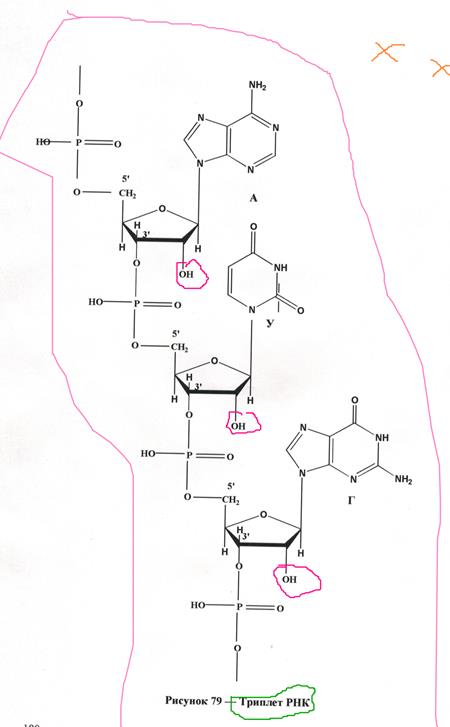 Первичная структура нуклеиновых кислот. Фосфодиэфирная связь. Рибонуклеиновые и дезоксирибонуклеиновые кислоты. - student2.ru