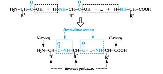 Первичная структура пептидов и белков. - student2.ru