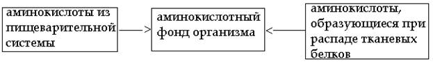 Пищеварительные превращения белков - student2.ru