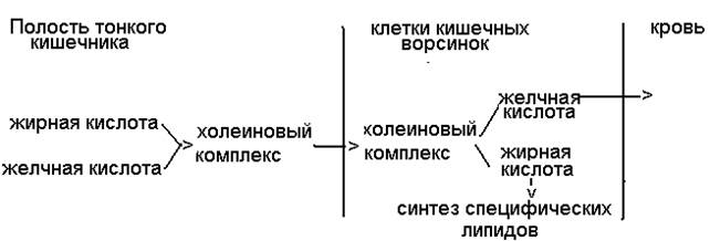 Пищеварительные превращения липидов - student2.ru