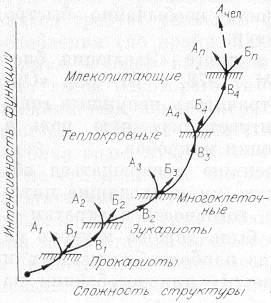 Почему «процветают» примитивные паразиты - student2.ru