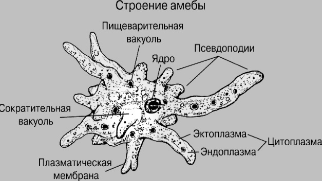 Подцарство многоклеточные животные - student2.ru