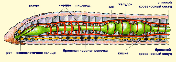 Подцарство многоклеточные животные - student2.ru