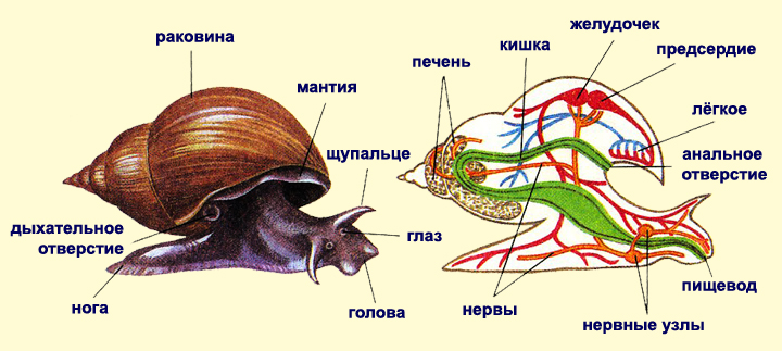 Подцарство многоклеточные животные - student2.ru