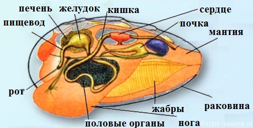 Подцарство многоклеточные животные - student2.ru