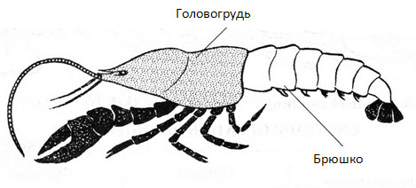 Подцарство многоклеточные животные - student2.ru