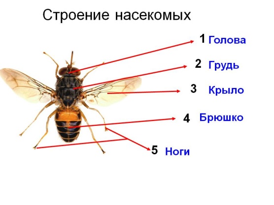 Подцарство многоклеточные животные - student2.ru