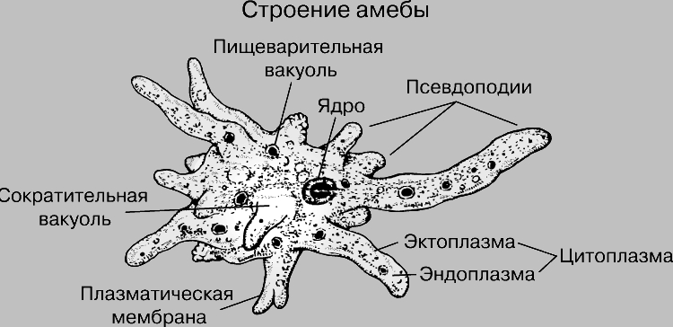 Подцарство многоклеточные животные - student2.ru