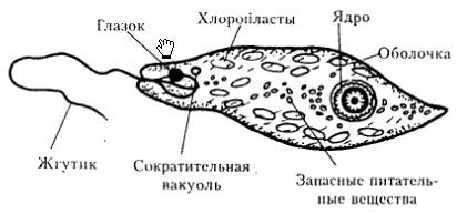 Подцарство многоклеточные животные - student2.ru