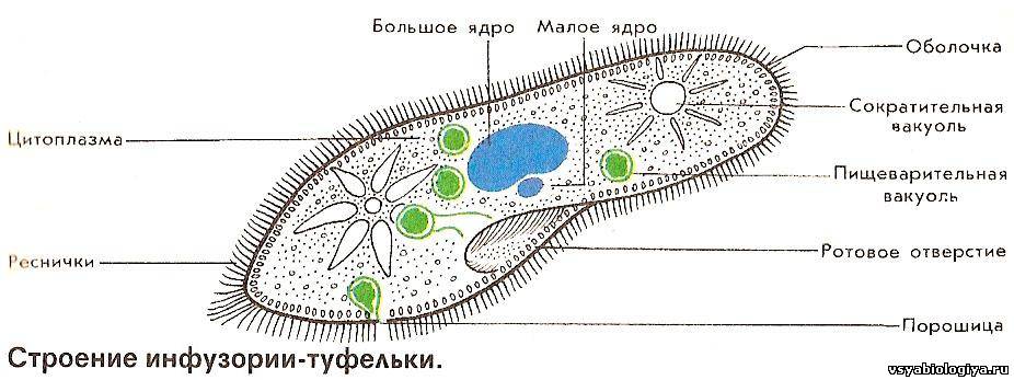 Подцарство многоклеточные животные - student2.ru