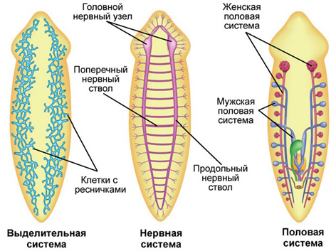 Подцарство многоклеточные животные - student2.ru