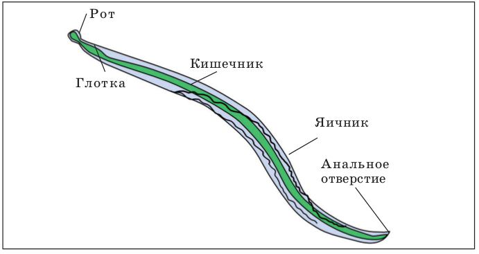 Подцарство многоклеточные животные - student2.ru