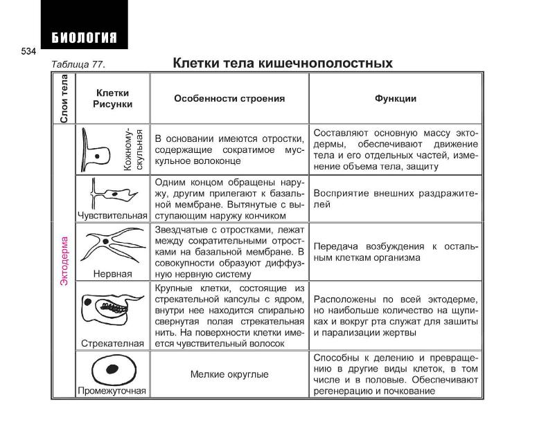 Подцарство многоклеточные животные - student2.ru