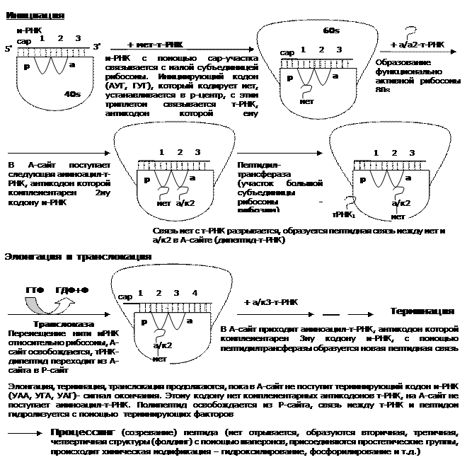 Положения генетического кода - student2.ru