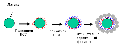 Получение организованных мультислоев путем чередующейся адсорбции полиионов, наночастиц и белков - student2.ru