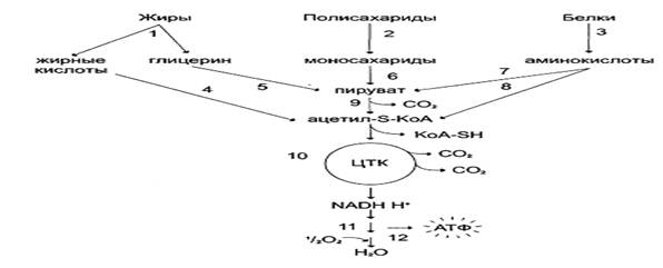 Понятие анаболизма и катаболизма. Основные этапы. Характеристика метаболических путей превращения основных классов органических веществ - student2.ru