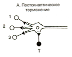 Постсинаптическое торможение - student2.ru