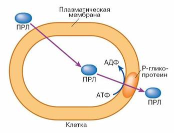 Поступление и выведение ксенобиотиков - student2.ru