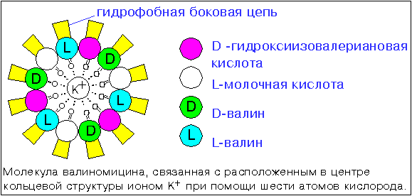 Поступление и выведение ксенобиотиков - student2.ru