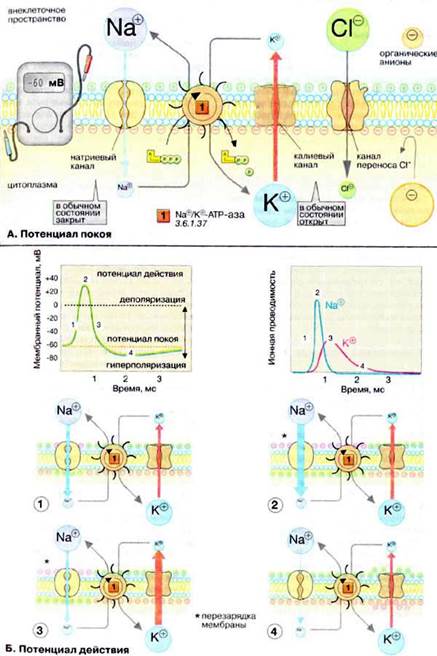 Потенциал покоя и потенциал действия - student2.ru