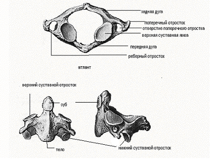 Позвонок (vertebra) - student2.ru