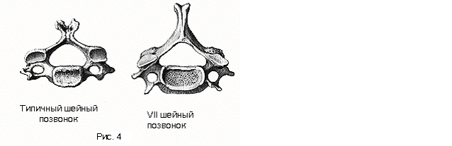 Позвонок (vertebra) - student2.ru