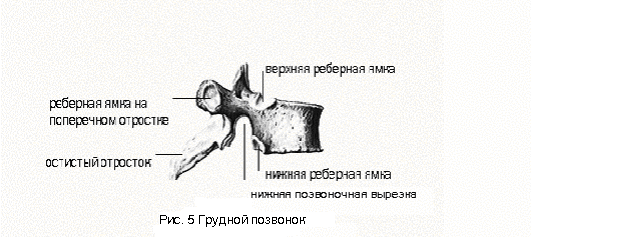 Позвонок (vertebra) - student2.ru