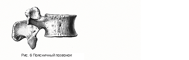 Позвонок (vertebra) - student2.ru