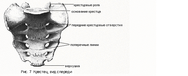 Позвонок (vertebra) - student2.ru