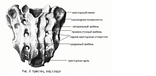 Позвонок (vertebra) - student2.ru